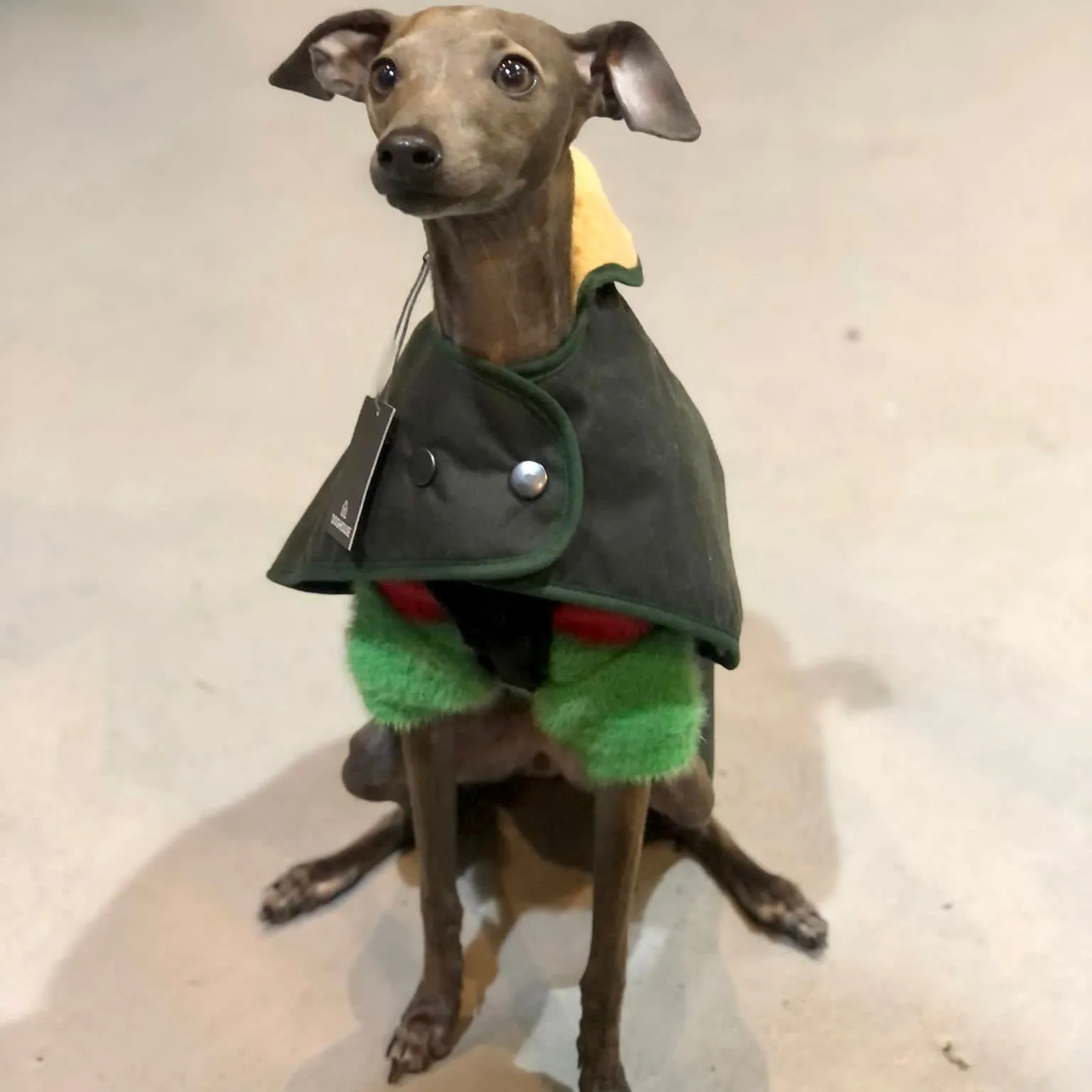 Wax Jacket for Whippets