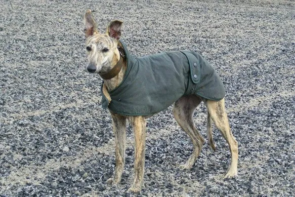 Wax Jacket for Whippets